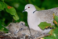 8940 Streptopelia decaocto (Tortora dal collare)